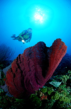 scuba diver and elephant ear sponge, Papua New Guinea, Pacific ocean