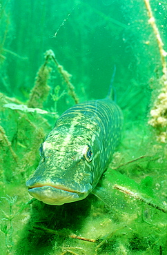 pike, Esox lucius, Germany, Bavaria