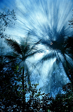 Rainforest, Highland rainforest, Papua New Guinea, Pacific ocean