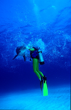 bottlenose dolphin and scuba diver, Tursiops truncatus, Bahamas, Caribbean Sea