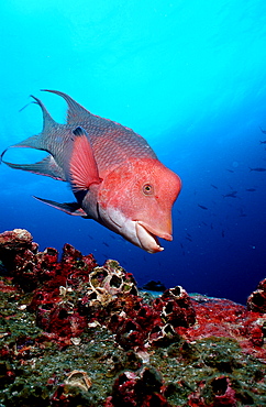 Harlequin wrasse, Bodianus clancheri, Ecuador, South America, Gal?pagos, Galapagos, Island, Pacific Ocean