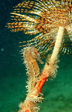 Speckled Seahorse, Long-snouted seahorse, Hairy Seahorse, Hippocampus guttulatus, Italy, Medterranean Sea, Sardinia