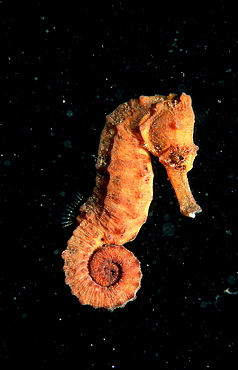 Longsnout Seahorse, Hippocampus reidi, Papua New Guinea, Pacific ocean