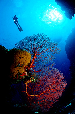 Drop off with Gorgonian coral, Bahamas, Caribbean Sea