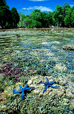 Coast with starfishes and corals, Asteroidea, Papua New Guinea, New Ireland, Kavieng