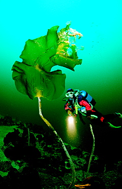 Scuba diver and Kelp, Norway, Atlantic ocean, north atlantic ocean