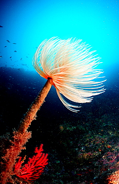 Fan worm, Spirographis spallanzani, Spain, Mediterranean Sea, Costa Brava