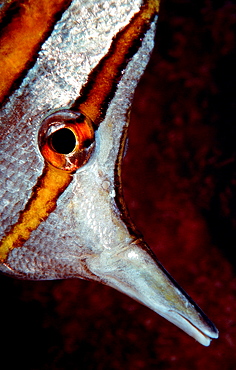 Beaked coralfish, Chelmon rostratus, Maldives Islands, Indian Ocean