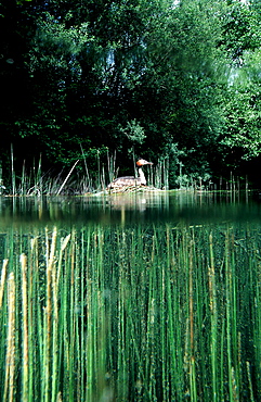 Great Crested Grebe, Podiceps cristatus, Germany, Bavaria, Munich, Isar