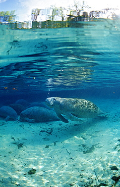 West Indian manatee (Trichechus manatus latirostris), Crystal River, Florida, United States of America, North America