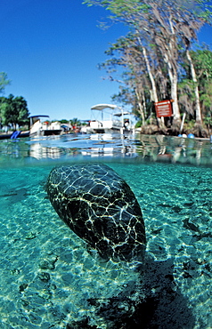 West Indian manatee (Trichechus manatus latirostris), Crystal River, Florida, United States of America, North America