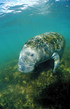 West Indian manatee (Trichechus manatus latirostris) and skin diver, Crystal River, Florida, United States of America, North America