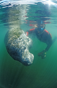 West Indian manatee (Trichechus manatus latirostris) and skin diver, Crystal River, Florida, United States of America, North America