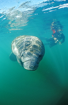 West Indian manatee (Trichechus manatus latirostris) and skin diver, Crystal River, Florida, United States of America, North America