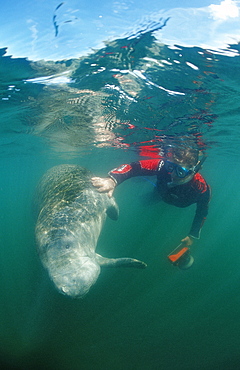 West Indian manatee (Trichechus manatus latirostris) and skin diver, Crystal River, Florida, United States of America, North America