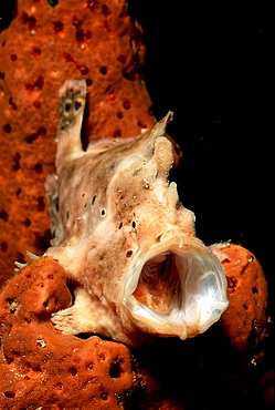 Longlure Frogfish, Antennarius multiocellatus, Curacao, Caribbean Sea, Netherlands antilles