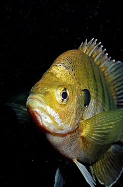 Redbreast sunfish (Lepomis auritus), Florida, United States of America, North America