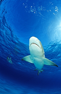 Lemon shark (Negaprion brevirostris), Grand Bahama Island, Bahamas, Atlantic Ocean, Central America