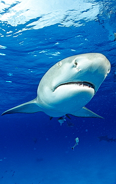 Lemon shark (Negaprion brevirostris), Grand Bahama Island, Bahamas, Atlantic Ocean, Central America