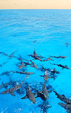 Lemon sharks (Negaprion brevirostris) on the surface, Bahamas, Atlantic Ocean, Central America