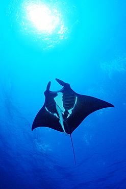 Manta ray (Manta birostris), Wingate Reef, Sudan, Red Sea, Africa