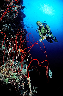 Scuba diver and red whip corals (Juncella sp.), Sudan, Red Sea, Africa