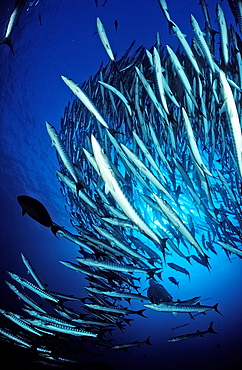 Blackfin barracuda (Sphyraena qenie), Sudan, Red Sea, Africa