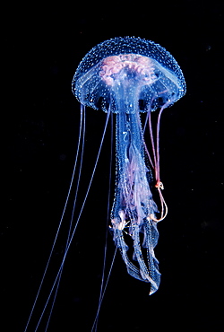 Luminescent jellyfish (Pelagia noctiluca), France, Mediterranean, Europe