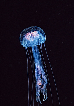 Luminescent jellyfish (Pelagia noctiluca), Sudan, Red Sea, Africa