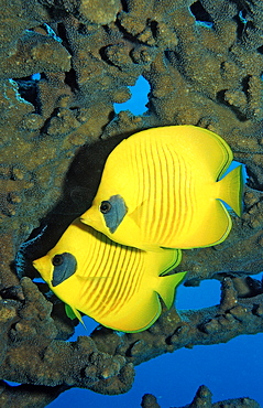 Two masked butterflyfish (Chaetodon semilarvatus), Sudan, Red Sea, Africa