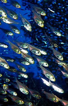 Pygmy sweeper fish (Parapriacanthus ransonneti), Sudan, Red Sea, Africa