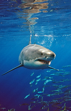 Great white shark (Carcharodon carcharias), Guadalupe, Mexico, Pacific Ocean, North America