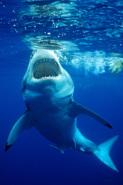 Great white shark (Carcharodon carcharias), Guadalupe, Mexico, Pacific Ocean, North America