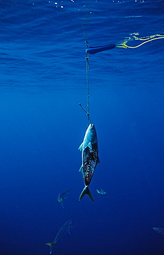 Shark fodder near shark cage, Guadalupe, Mexico, Pacific ocean, North America