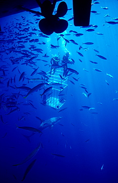 Great white shark (Carcharodon carcharias) near shark cage, Guadalupe, Mexico, Pacific Ocean, North America