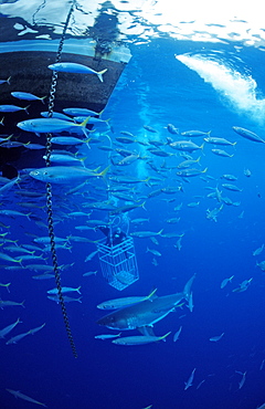 Great white shark (Carcharodon carcharias) near shark cage, Guadalupe, Mexico, Pacific Ocean, North America