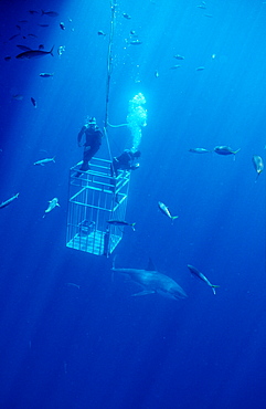 Great white shark (Carcharodon carcharias) near shark cage, Guadalupe, Mexico, Pacific Ocean, North America