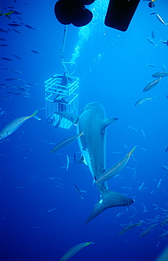 Great white shark (Carcharodon carcharias) near shark cage, Guadalupe, Mexico, Pacific Ocean, North America