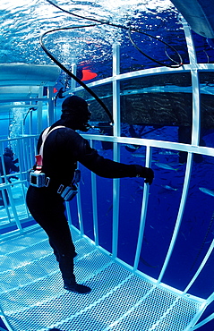 Diver in shark cage, Guadalupe, Mexico, Pacific Ocean, North America