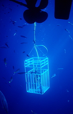 Diver in shark cage, Guadalupe, Mexico, Pacific Ocean, North America