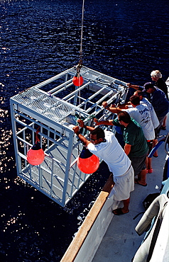 Shark cage, Guadalupe, Mexico, Pacific ocean, North America