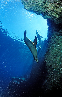 Californian sea lion (Zalophus californianus), La Paz, Baja California, Mexico, Sea of Cortez, North America