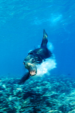 Attacking Californian sea lion (Zalophus californianus), La Paz, Baja California, Mexico, Sea of Cortez, North America