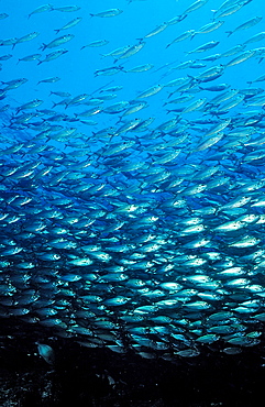 Schooling Pacific chub mackerel (Scomber japonicus), La Paz, Baja California, Mexico, Sea of Cortez, North America