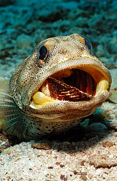 Giant jawfish (Opistognathus rhomaleus) digging hole, La Paz, Baja California, Mexico, Sea of Cortez, North America