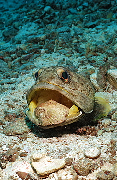 Giant jawfish (Opistognathus rhomaleus) digging hole, La Paz, Baja California, Mexico, Sea of Cortez, North America