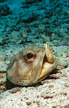 Giant jawfish (Opistognathus rhomaleus), La Paz, Baja California, Mexico, Sea of Cortez, North America