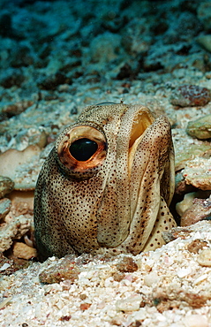 Giant jawfish (Opistognathus rhomaleus), La Paz, Baja California, Mexico, Sea of Cortez, North America