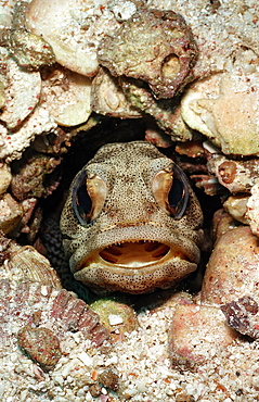 Giant jawfish (Opistognathus rhomaleus), La Paz, Baja California, Mexico, Sea of Cortez, North America