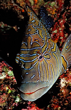 Hieroglyphic hawkfish (Cirrhitus rivulatus), La Paz, Baja California, Mexico, Sea of Cortez, North America